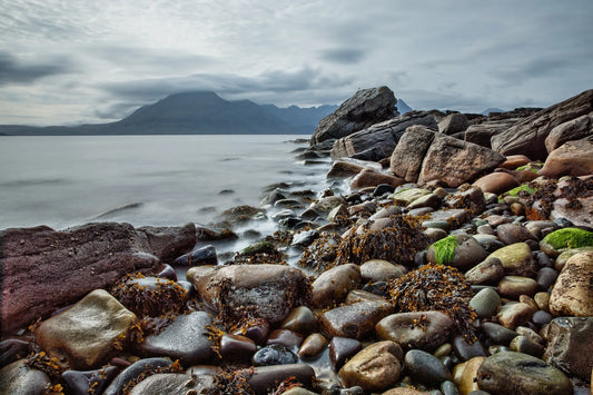 Irish Sea Moss: Gels, Capsules, Teas, and Seasoning - Which Method is Most Effective?