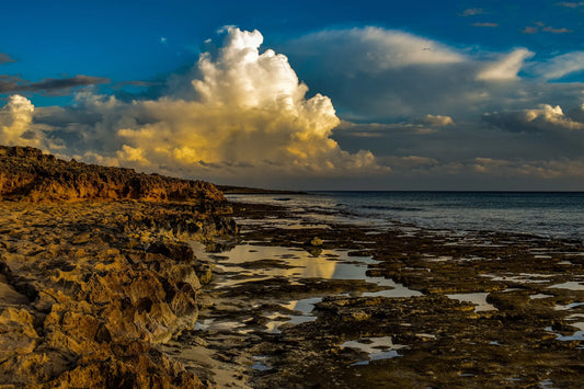 How Can Irish Sea Moss Boost Your Immunity?