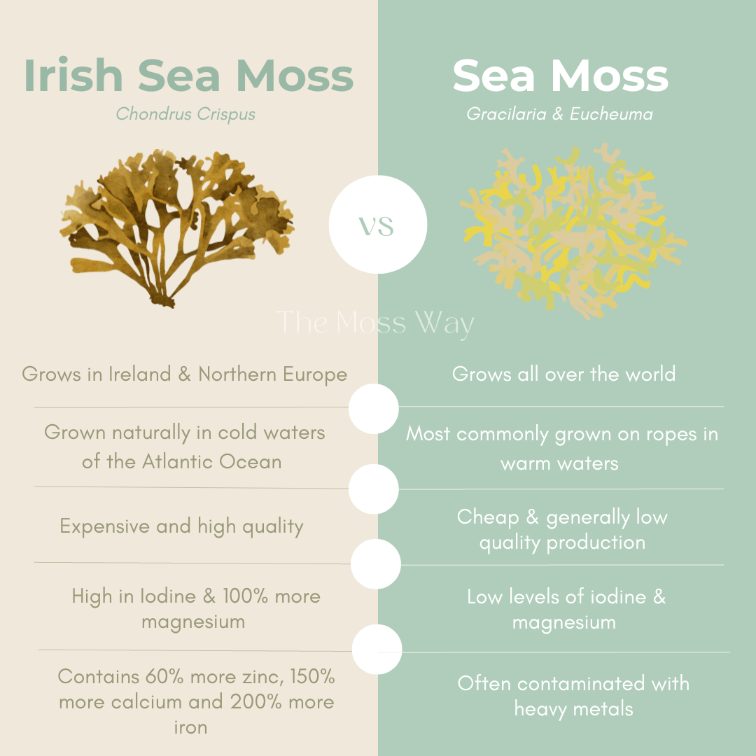 Original Moss 500ml | Organic Irish Sea Moss Gel | The Moss Way
